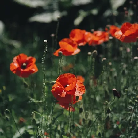 לינה וארוחת בוקר Powiew - Adults Only - - Tennis Garden Breakfast At Baltic Sea 4*